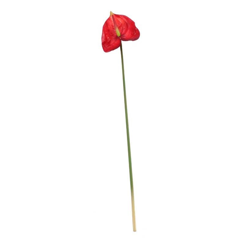 Anthurium Red