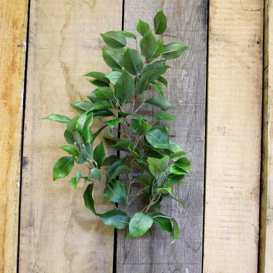 34&quot; Ficus Spray